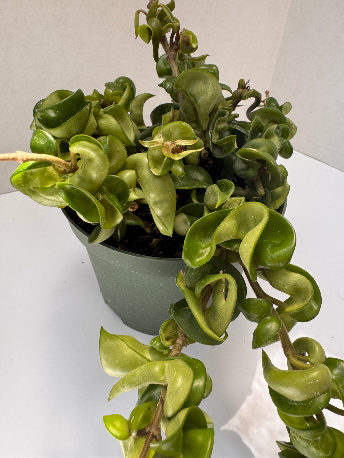 Hoya Compacta