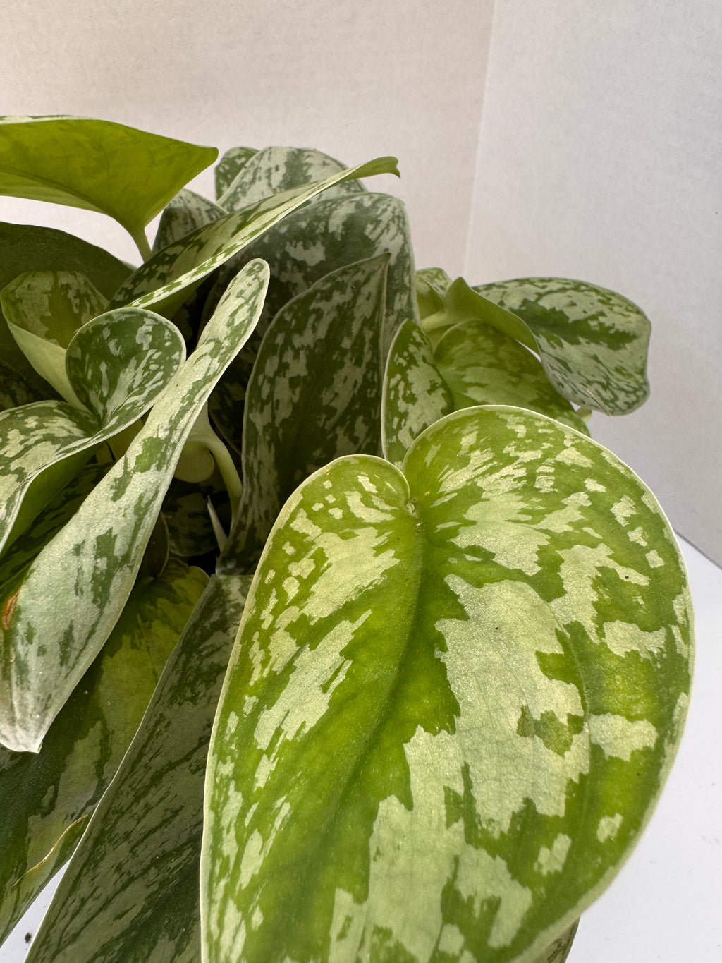 Silver Satin Scindapsus
