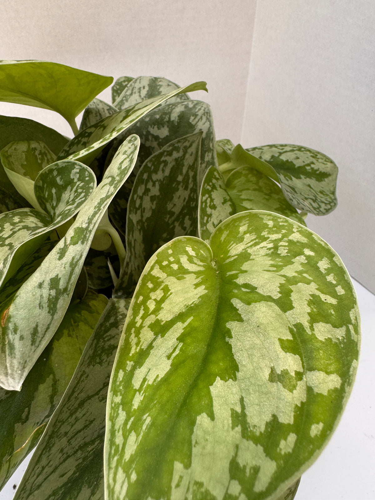 Silver Satin Scindapsus