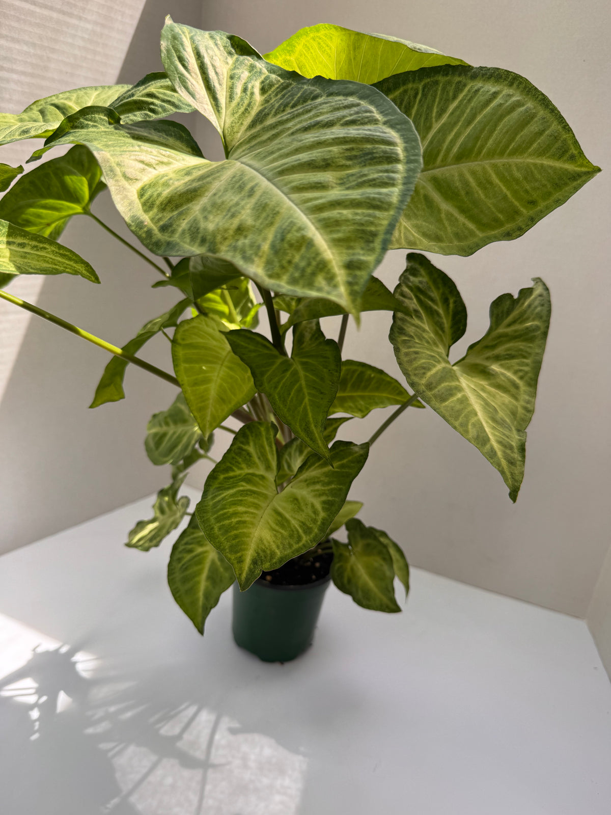 Syngonium Butterfly
