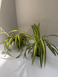 Spider plant