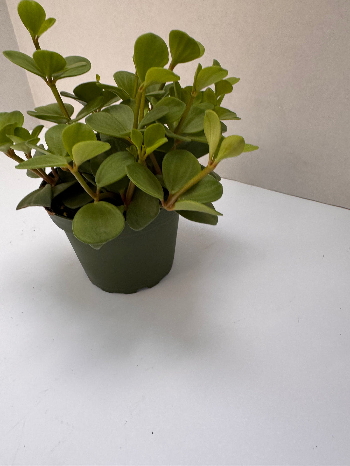 Peperomia Hope Plant