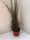 Juncus Spirals