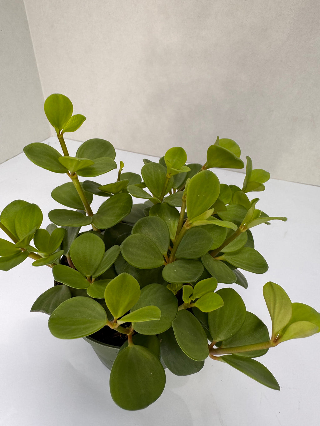 Peperomia Hope Plant