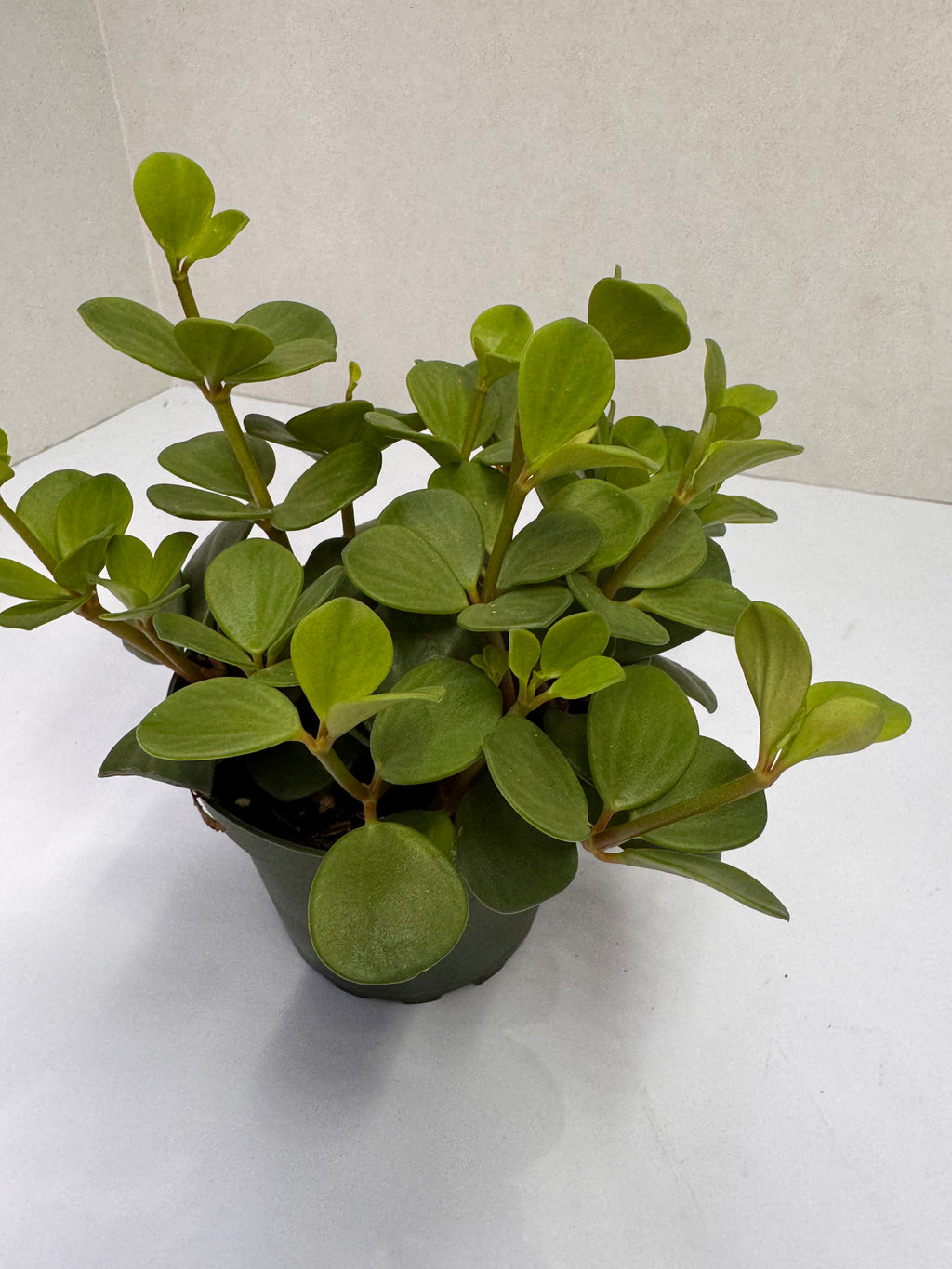 Peperomia Hope Plant