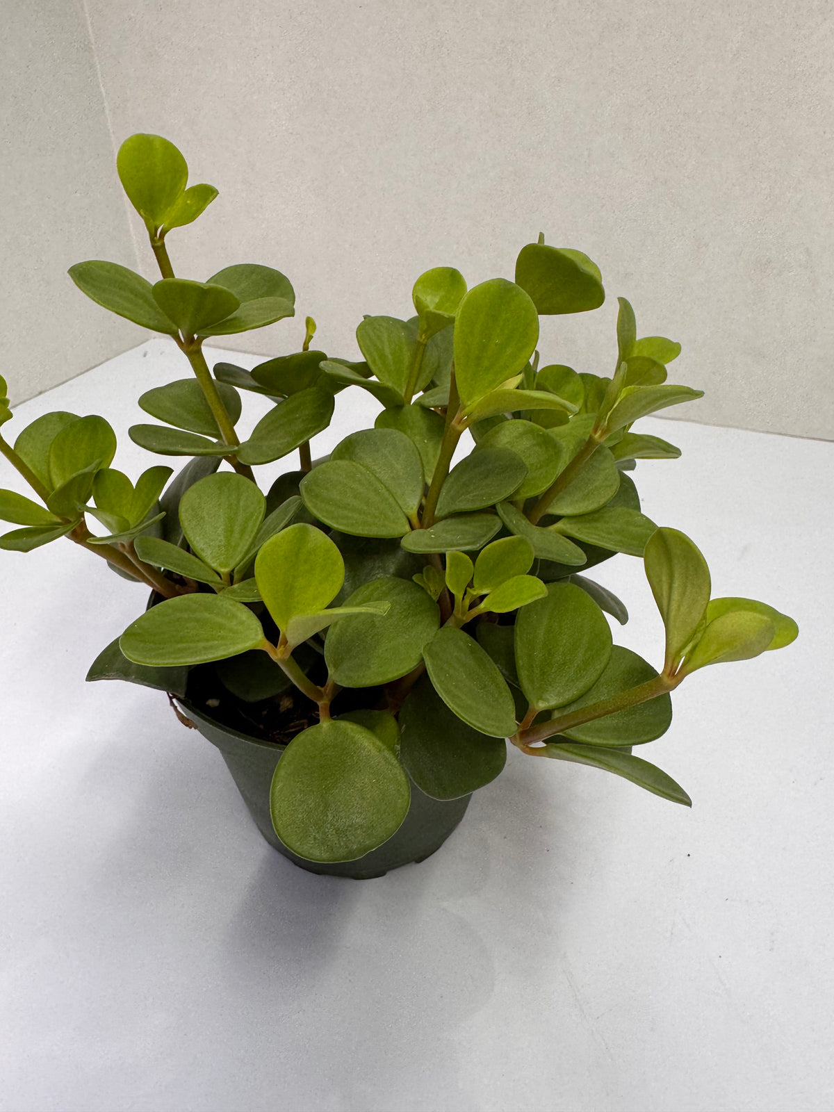 Peperomia Hope Plant