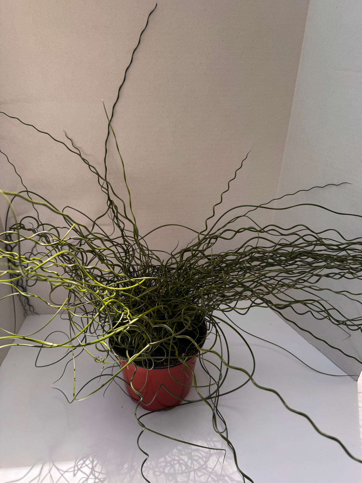Juncus Spirals