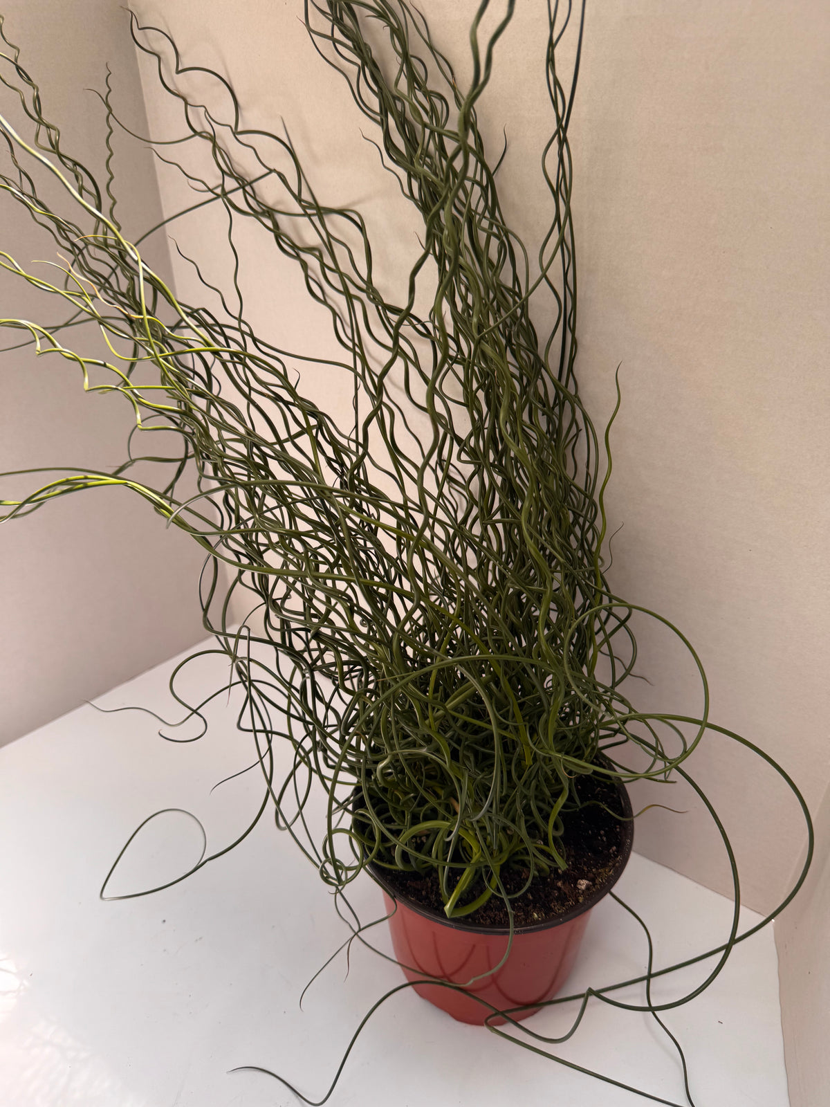 Juncus Spirals