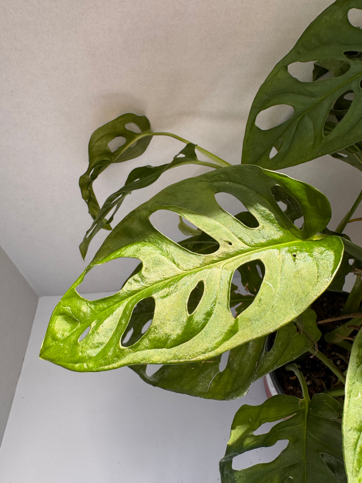 Swiss Cheese Monstera
