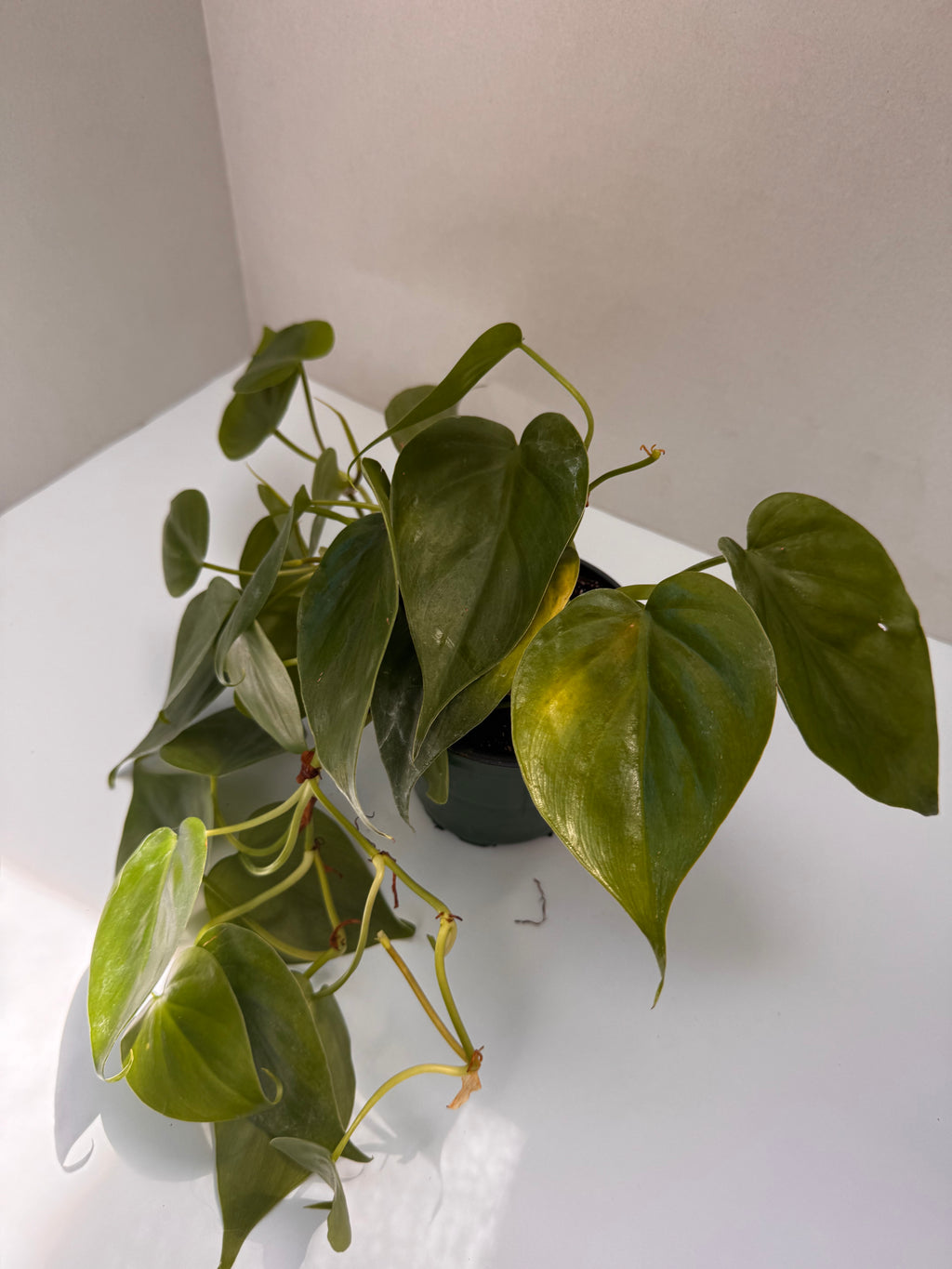 4" Heart-Shaped Philodendron 🌿