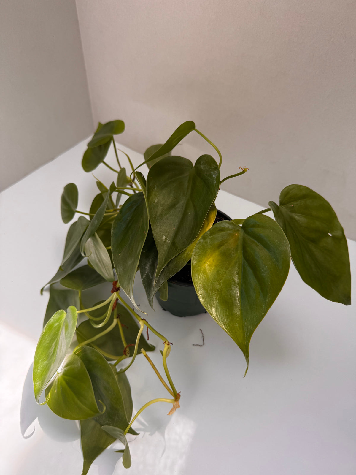 4" Heart-Shaped Philodendron 🌿