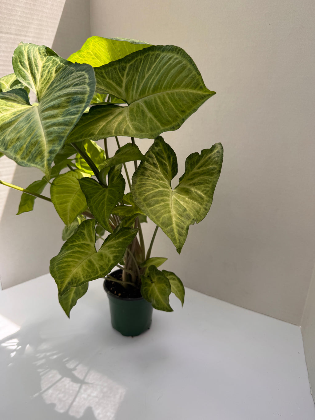 Syngonium Butterfly