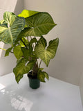 Syngonium Butterfly