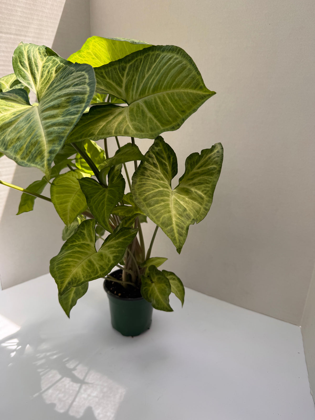 Syngonium Butterfly