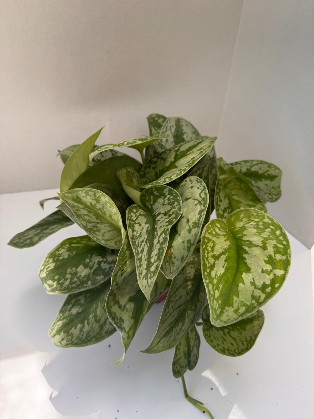Silver Satin Scindapsus