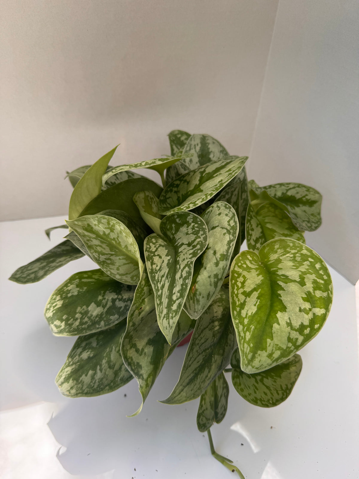 Silver Satin Scindapsus