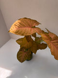 Syngonium Strawberry