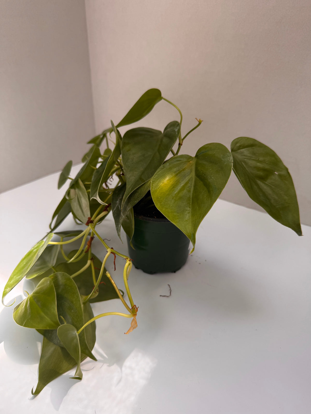 4" Heart-Shaped Philodendron 🌿
