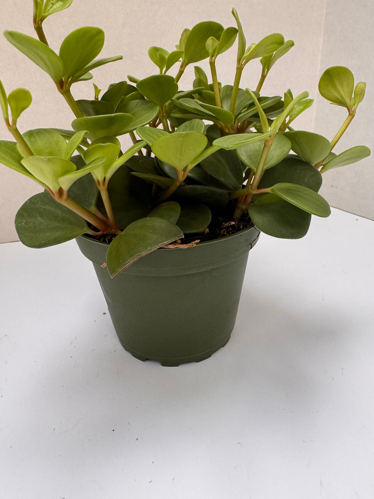 Peperomia Hope Plant