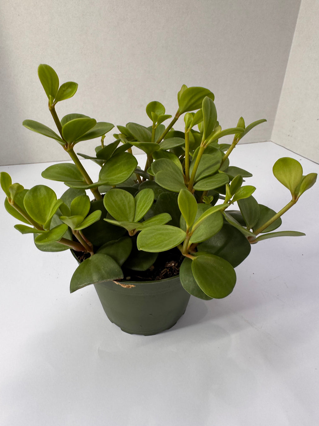 Peperomia Hope Plant
