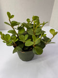 Peperomia Hope Plant