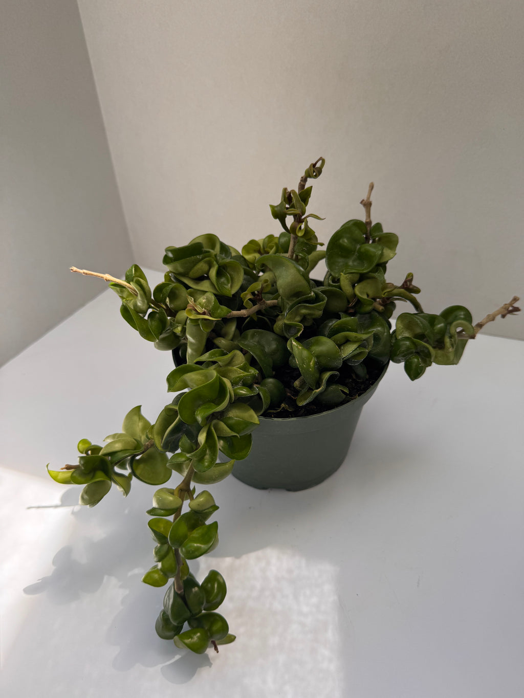 Hoya Compacta