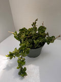 Hoya Compacta