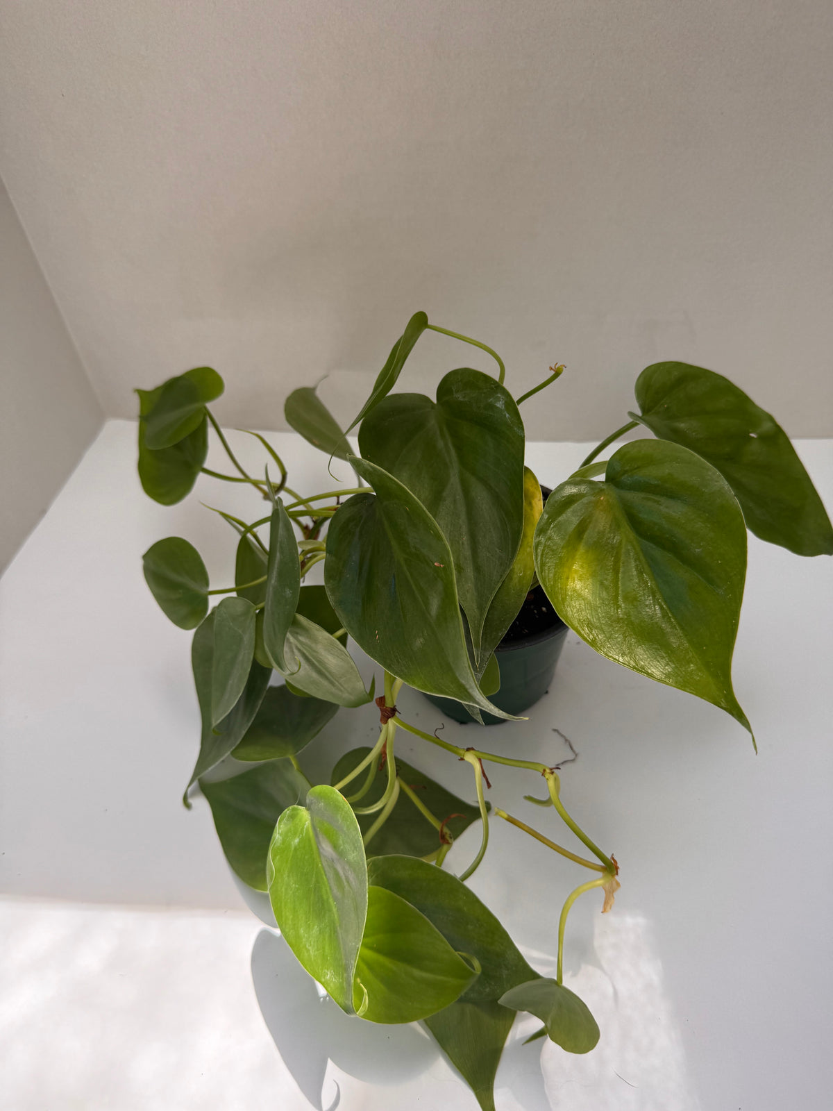 4" Heart-Shaped Philodendron 🌿