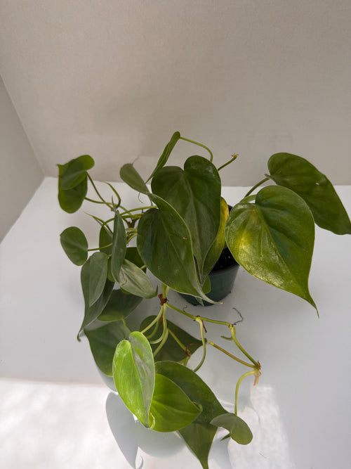 4" Heart-Shaped Philodendron 🌿