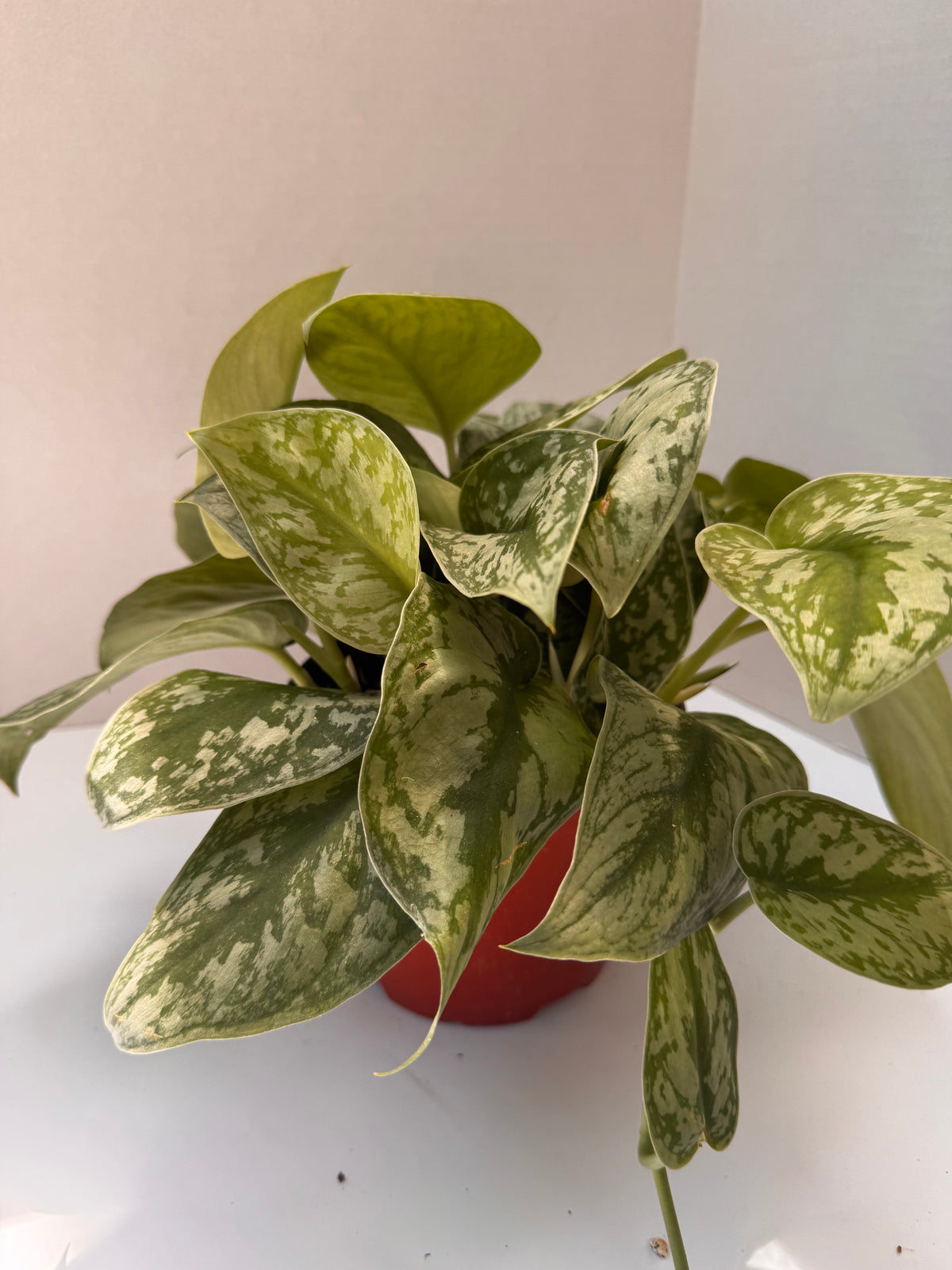 Silver Satin Scindapsus