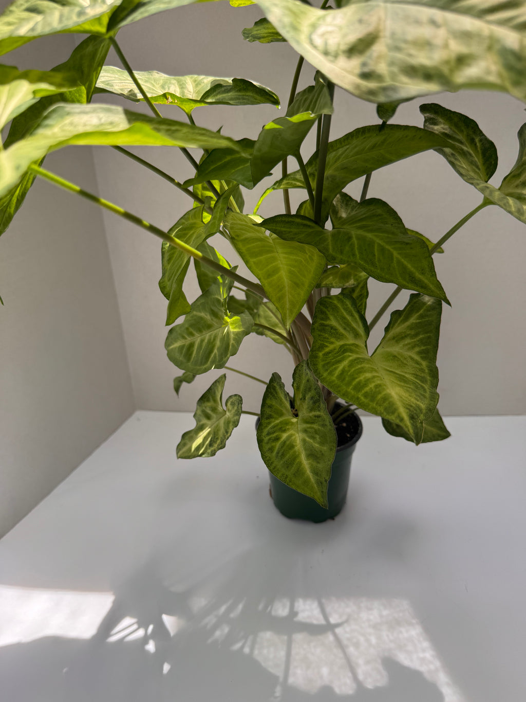 Syngonium Butterfly