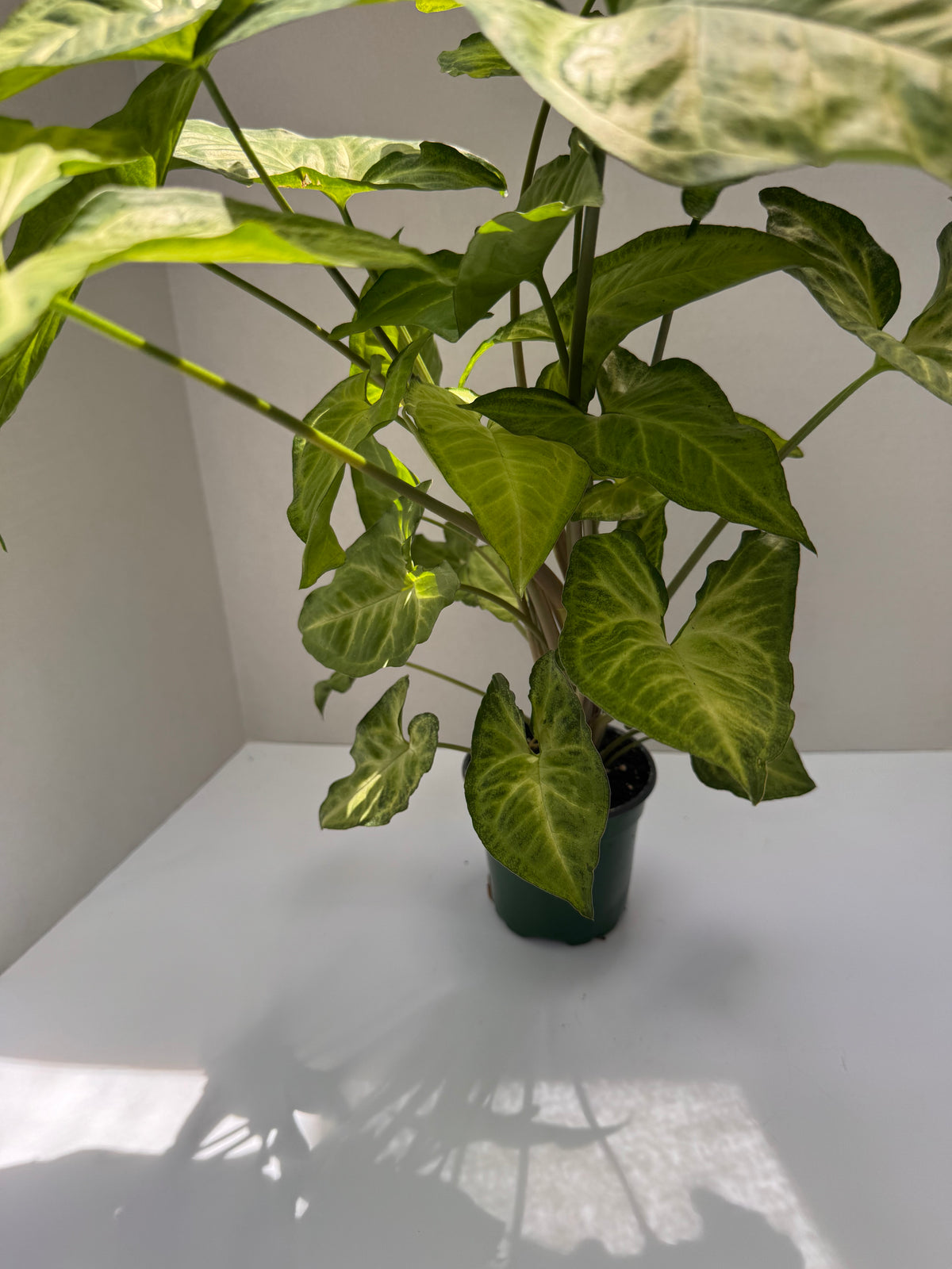 Syngonium Butterfly