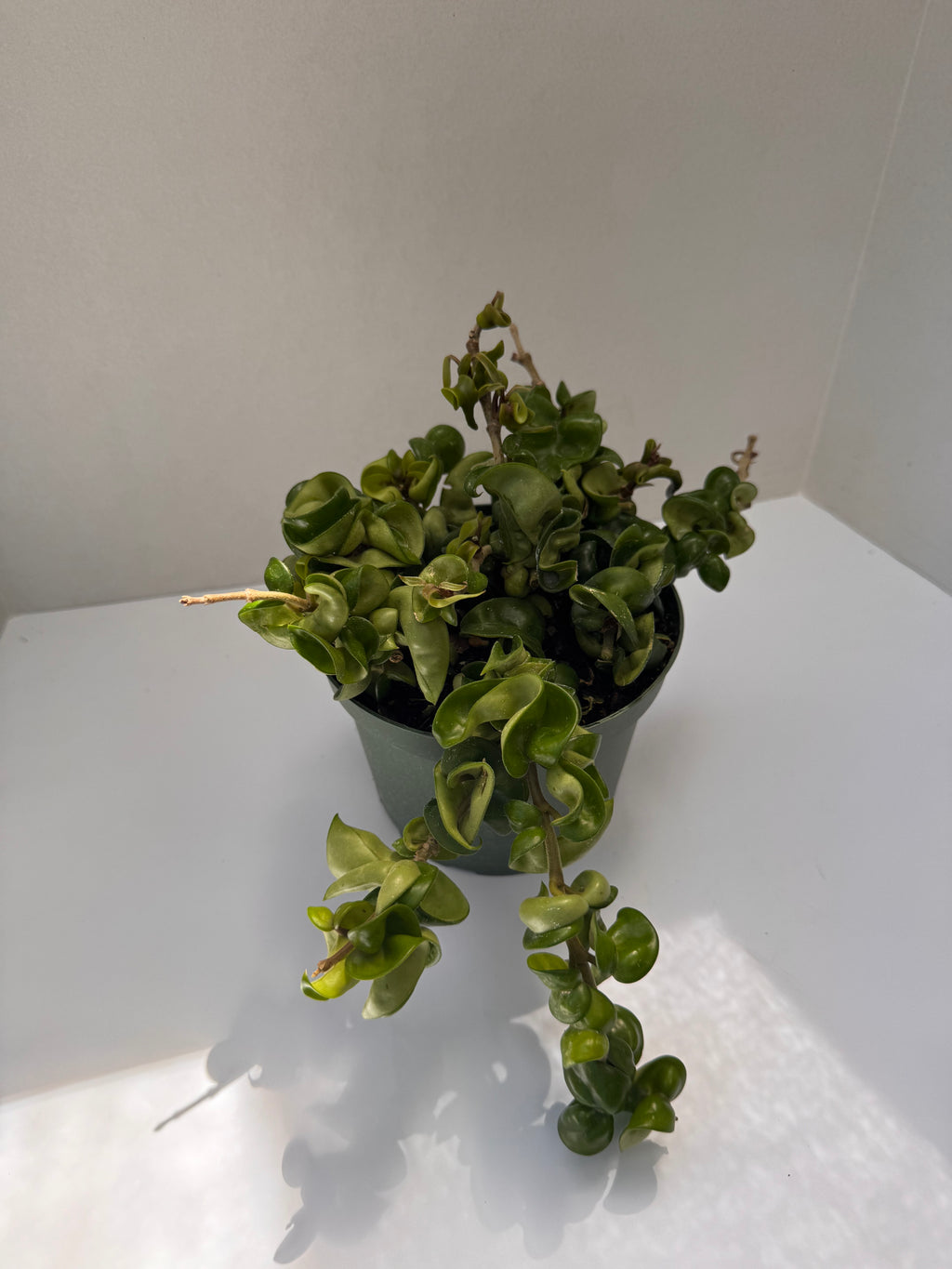 Hoya Compacta