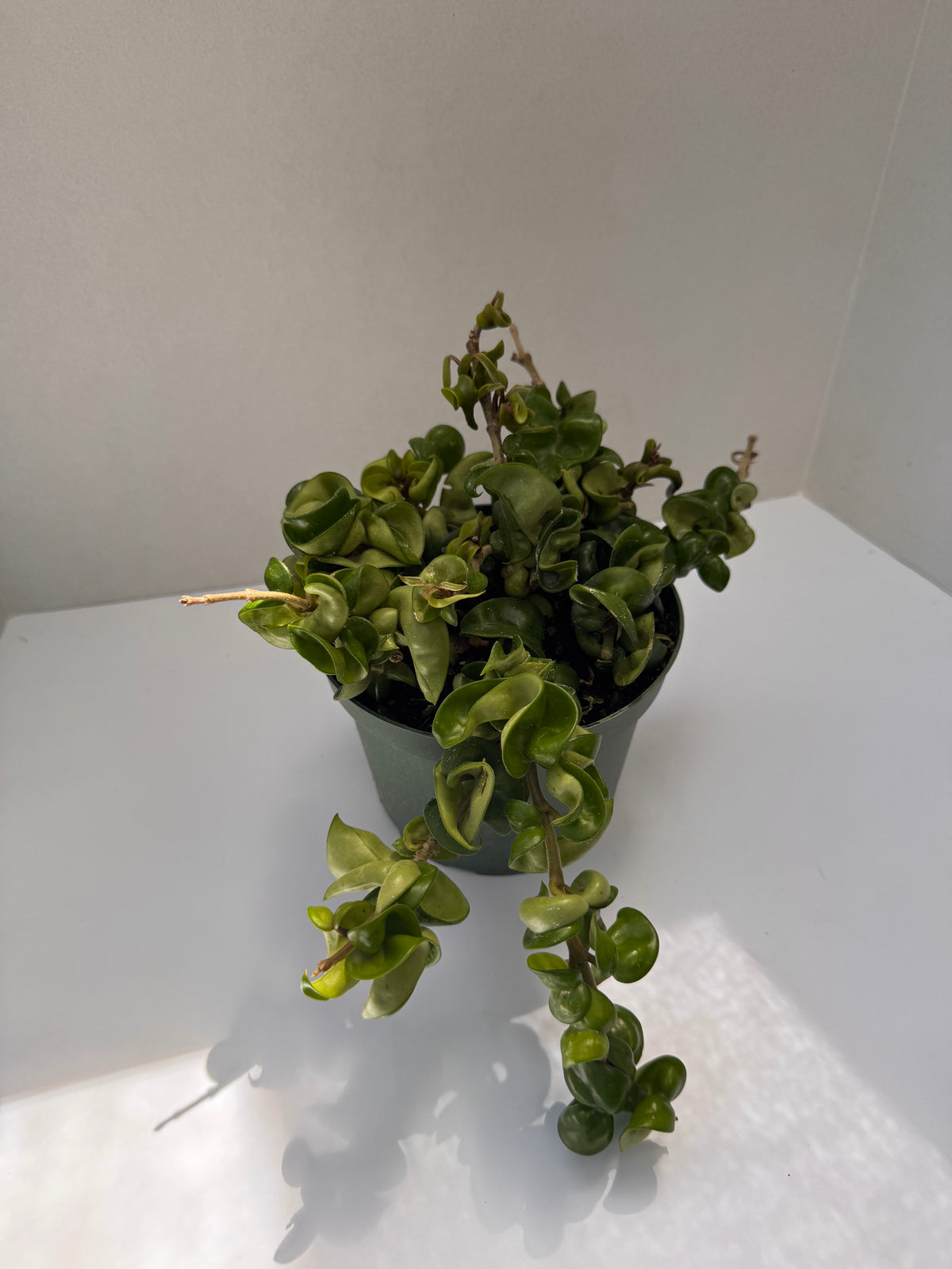 Hoya Compacta
