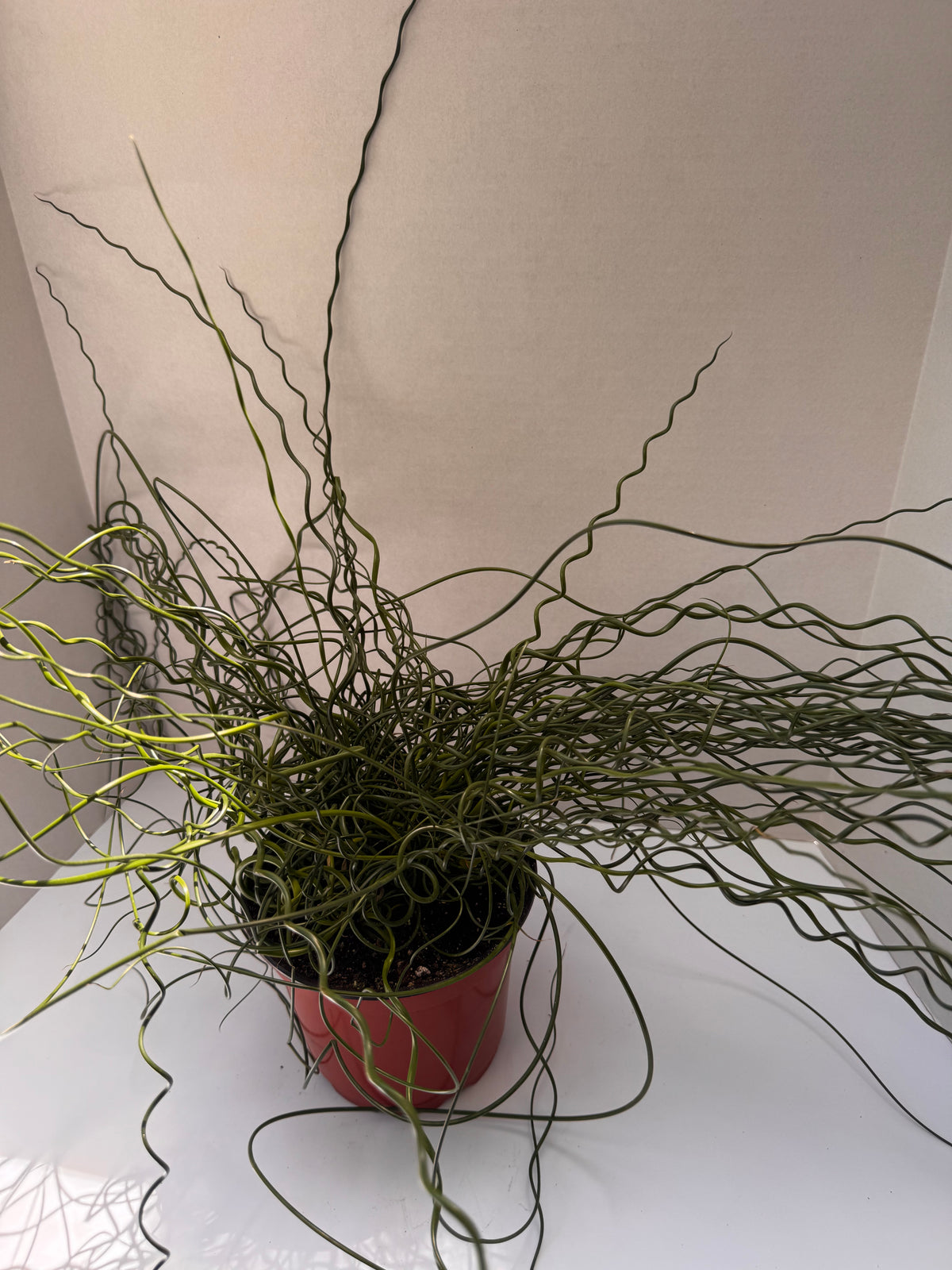 Juncus Spirals