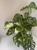Swiss Cheese Monstera