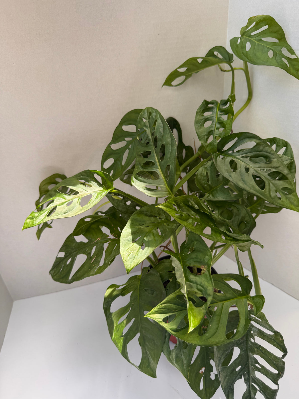 Swiss Cheese Monstera