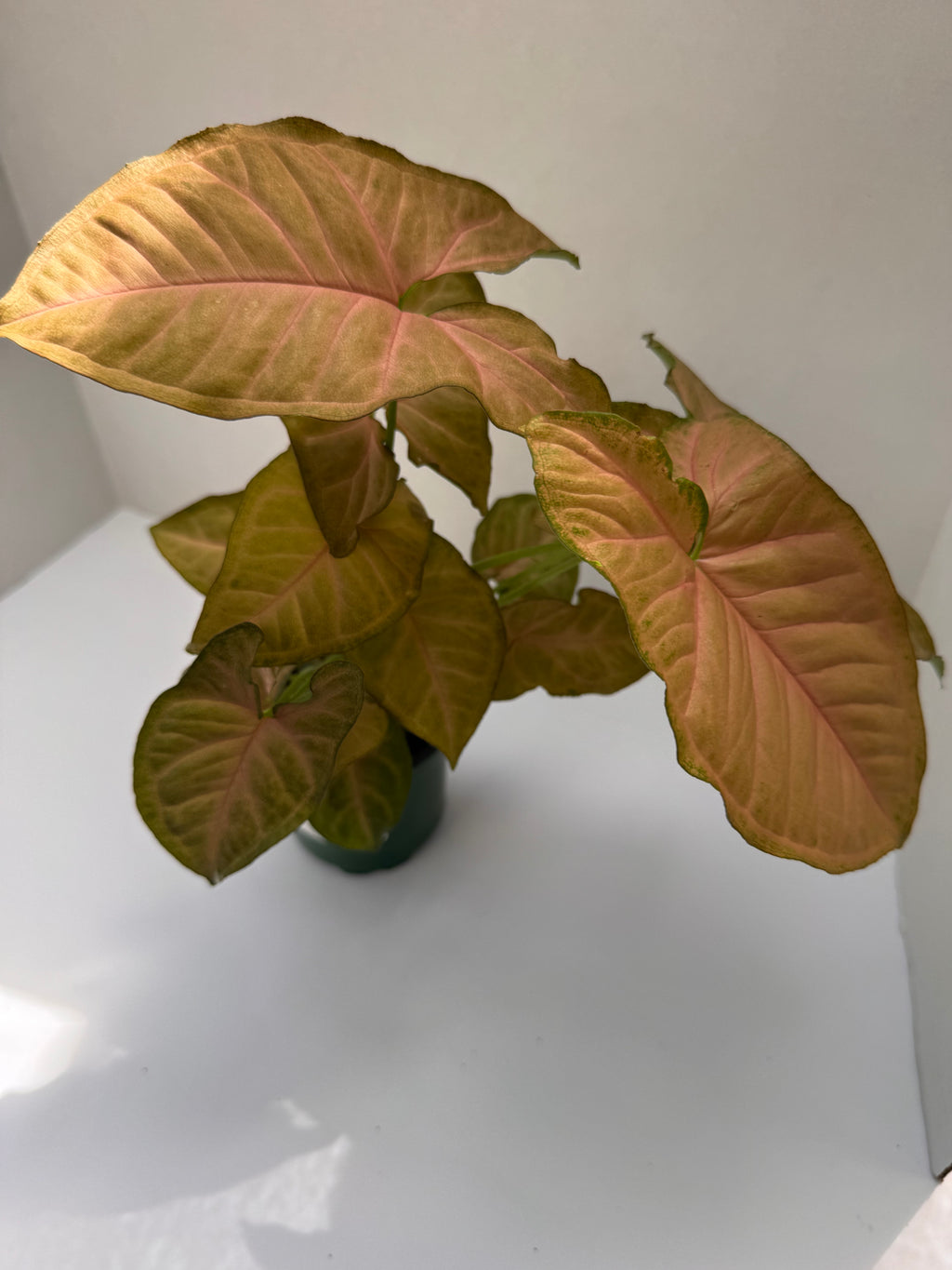 Syngonium Strawberry