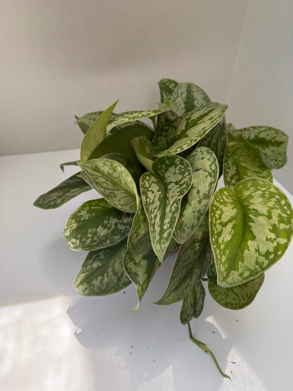 Silver Satin Scindapsus