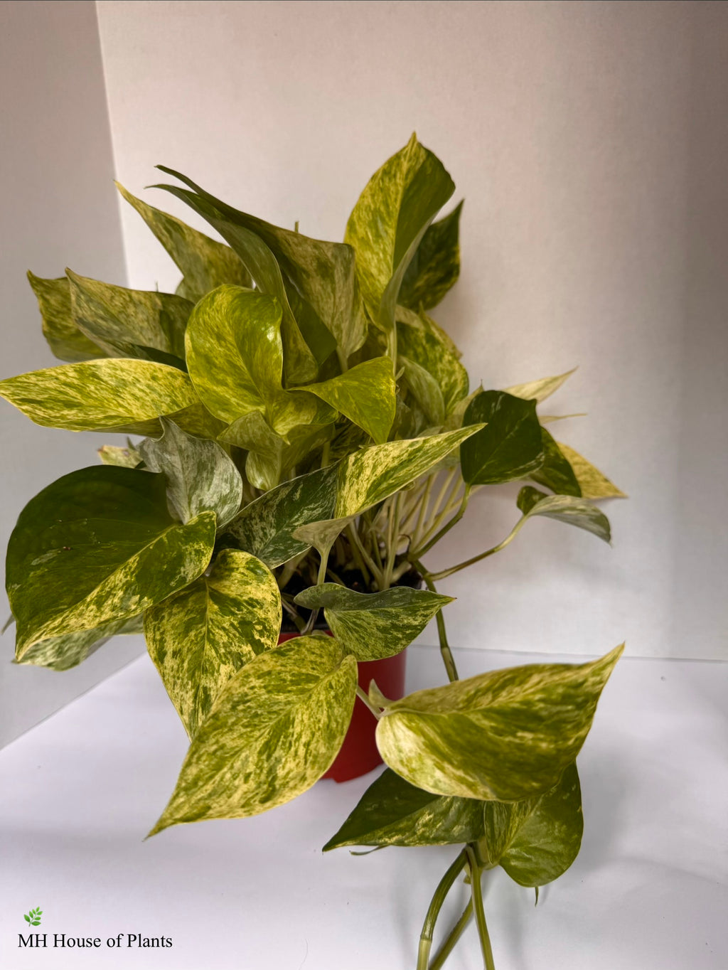 Marble Queen Pothos