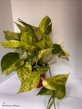 Marble Queen Pothos