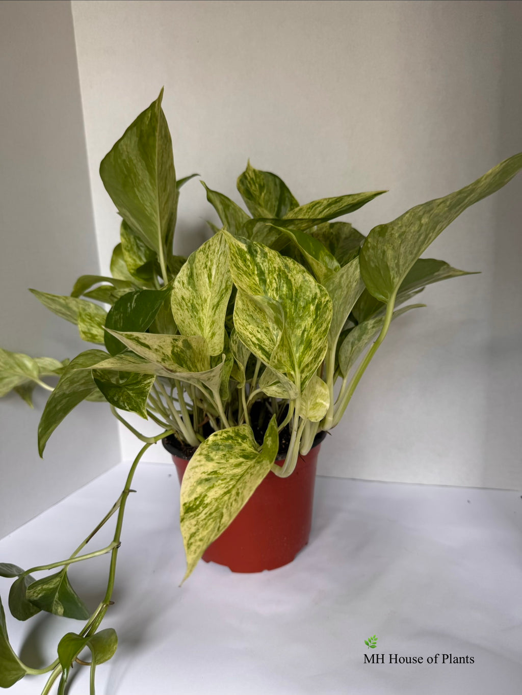 Marble Queen Pothos