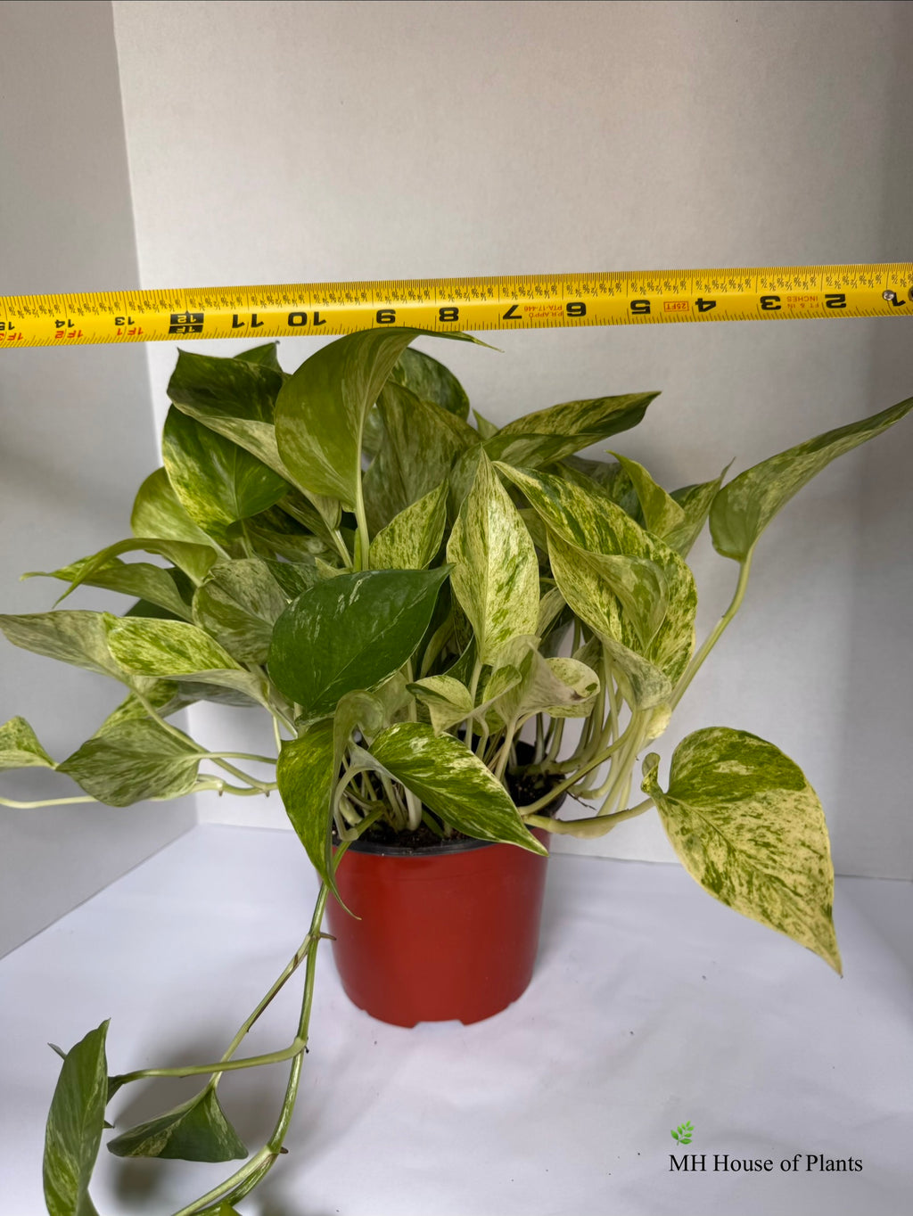 Marble Queen Pothos