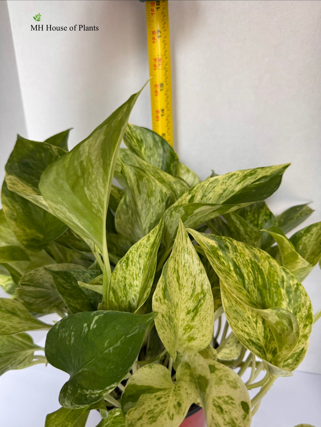 Marble Queen Pothos