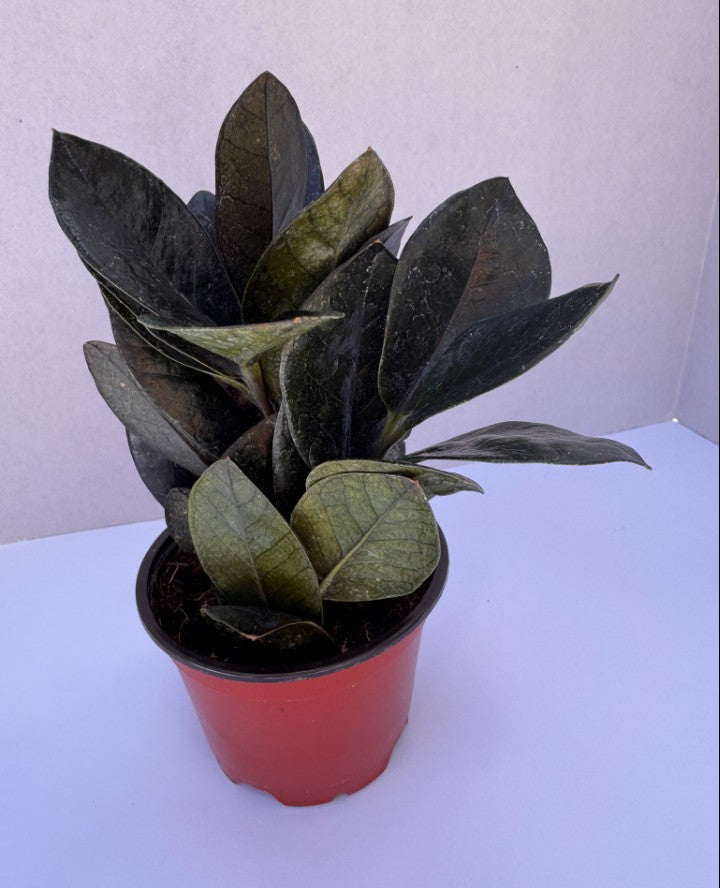 Black ZZ Plant