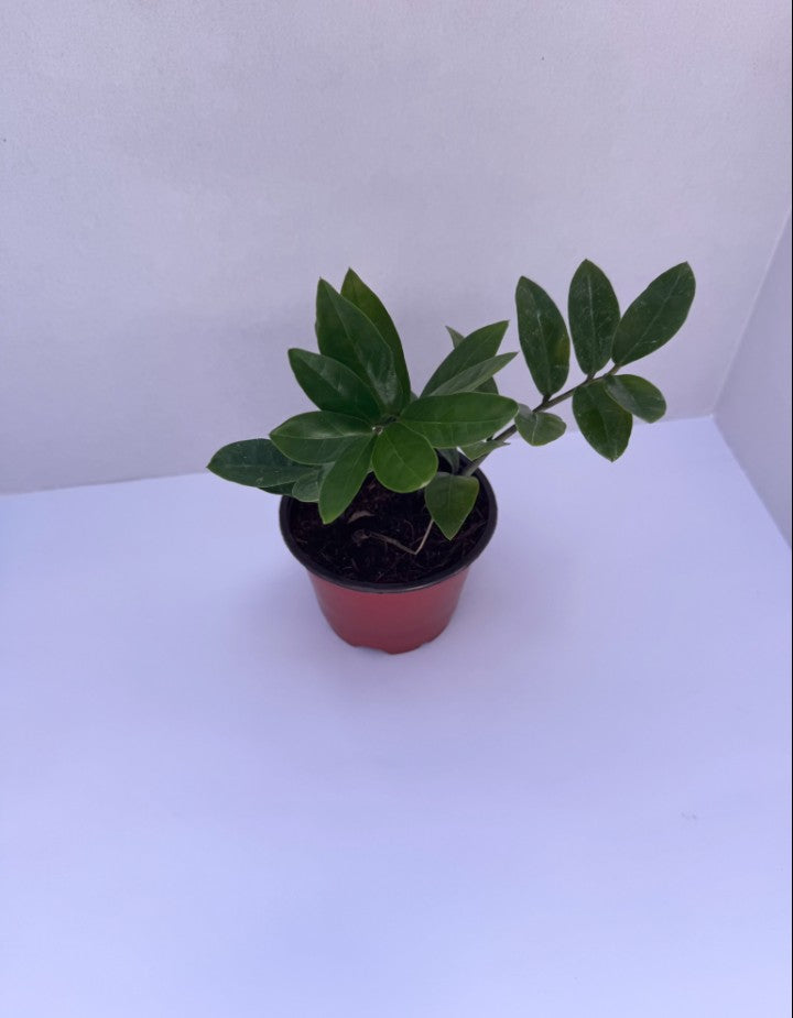 ZZ Plant