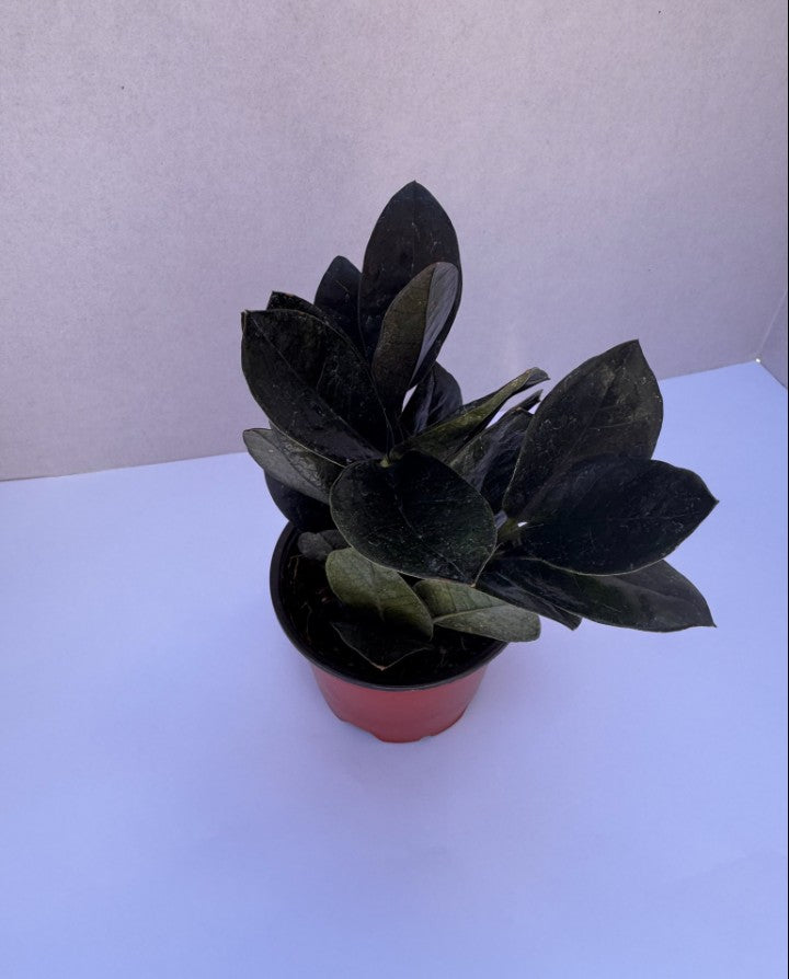 Black ZZ Plant