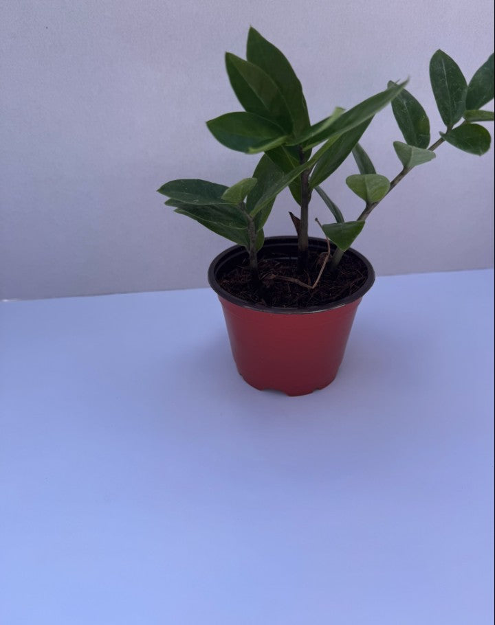 ZZ Plant