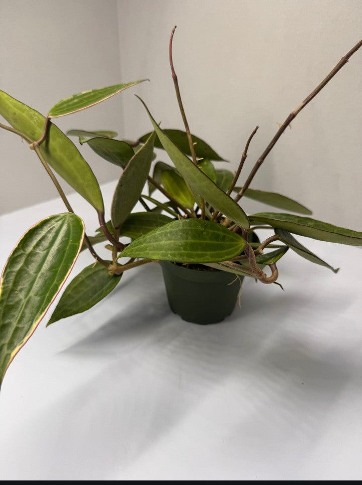 Hoya Macrophylla