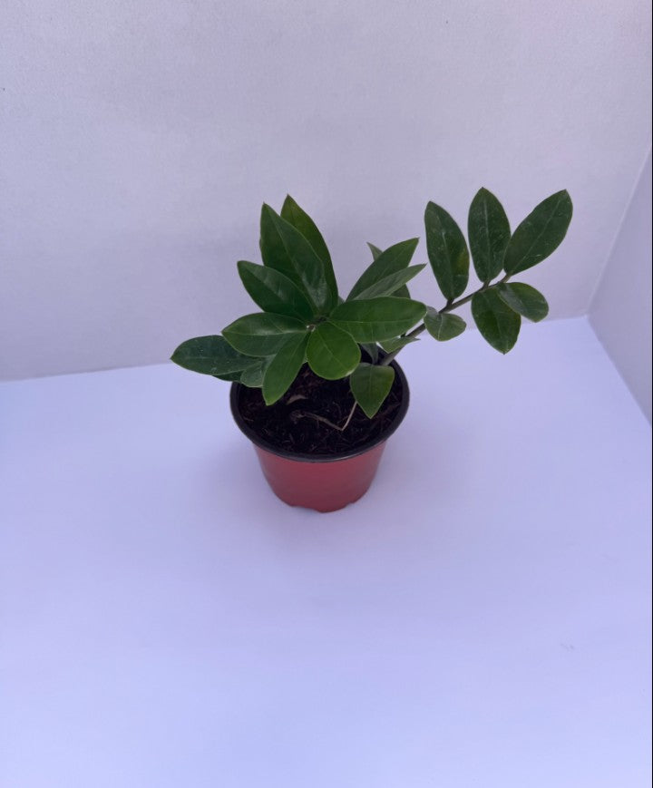 ZZ Plant